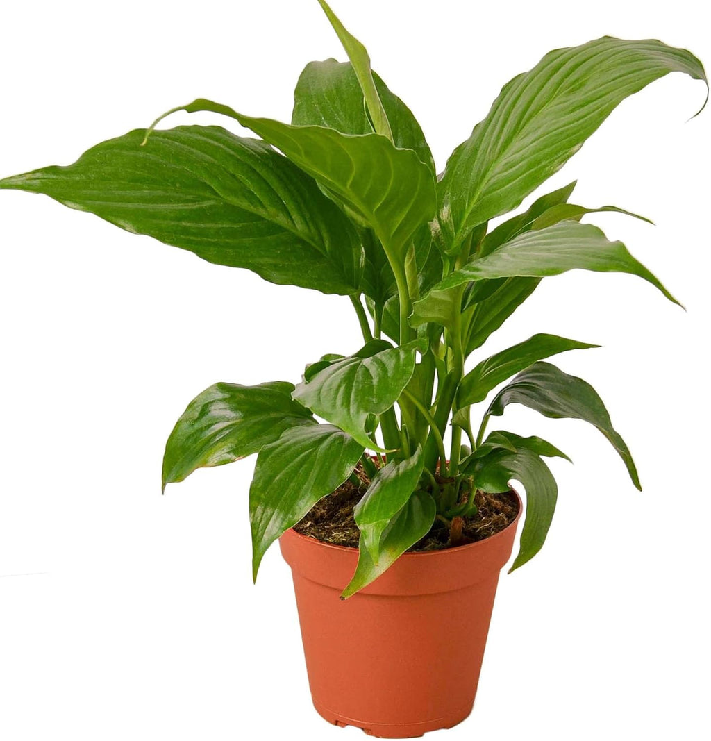 Peace Lily Live Plant in 4'' & 6'' Pot I82173