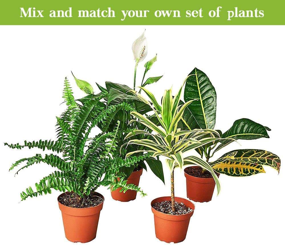 Peace Lily Live Plant in 4'' & 6'' Pot I82173