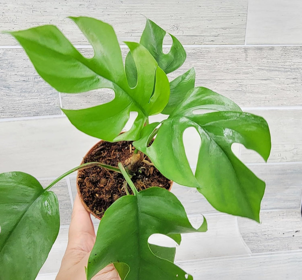Mini Monstera Live Plant in 3 inch Pot I840399