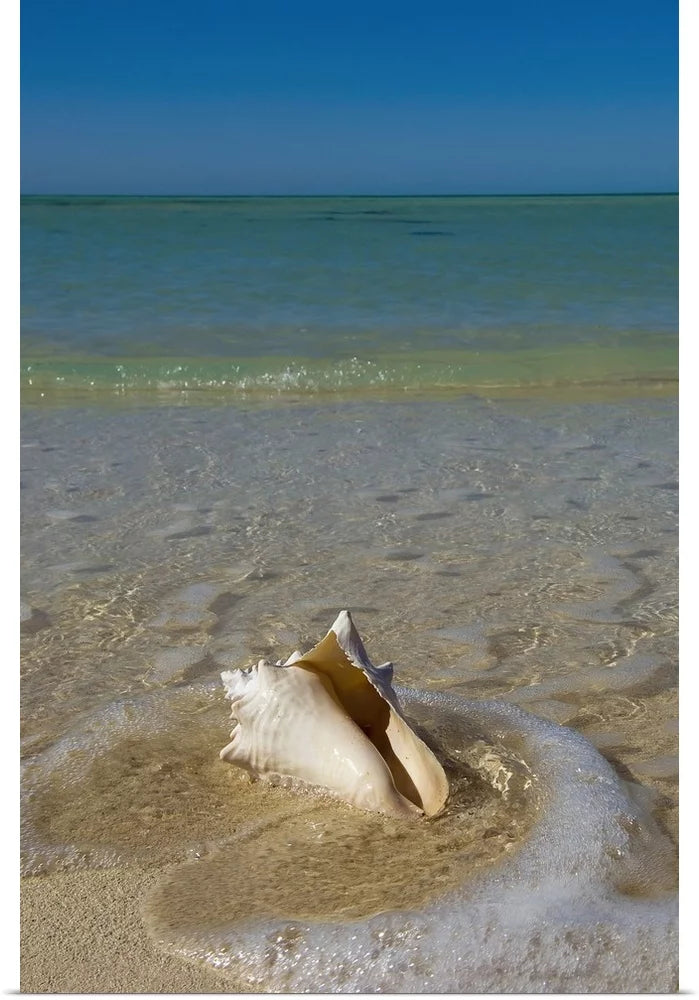 Florida Keys Conch Shell Art Print 16x24 G398038