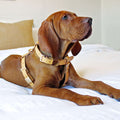 Camel Leather Dog Harness O68270