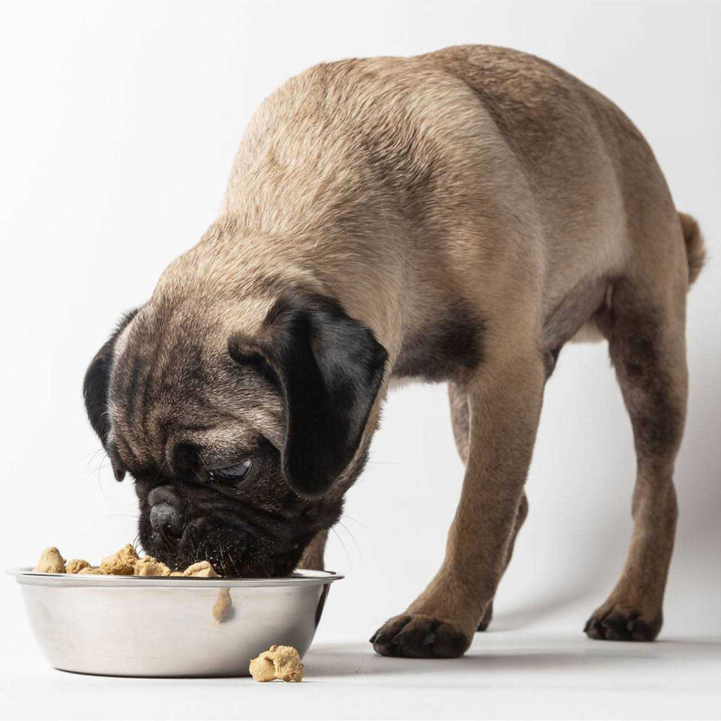 Freeze-Dried Dog Food Q695773