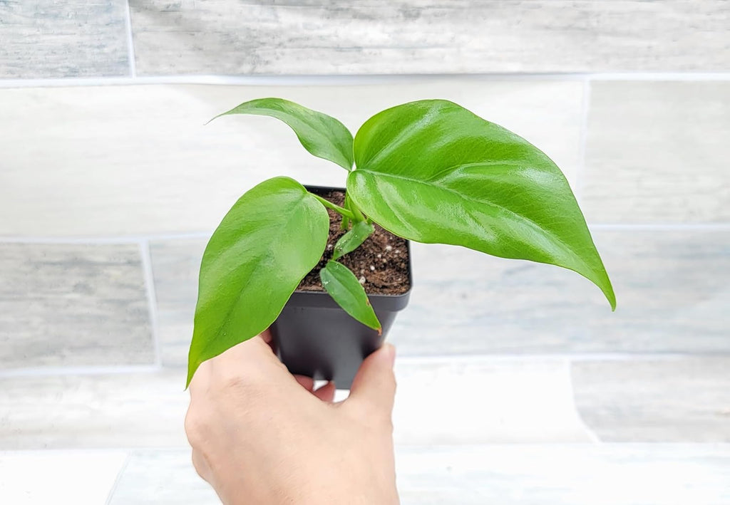 Mini Monstera Live Plant in 3 inch Pot I840399