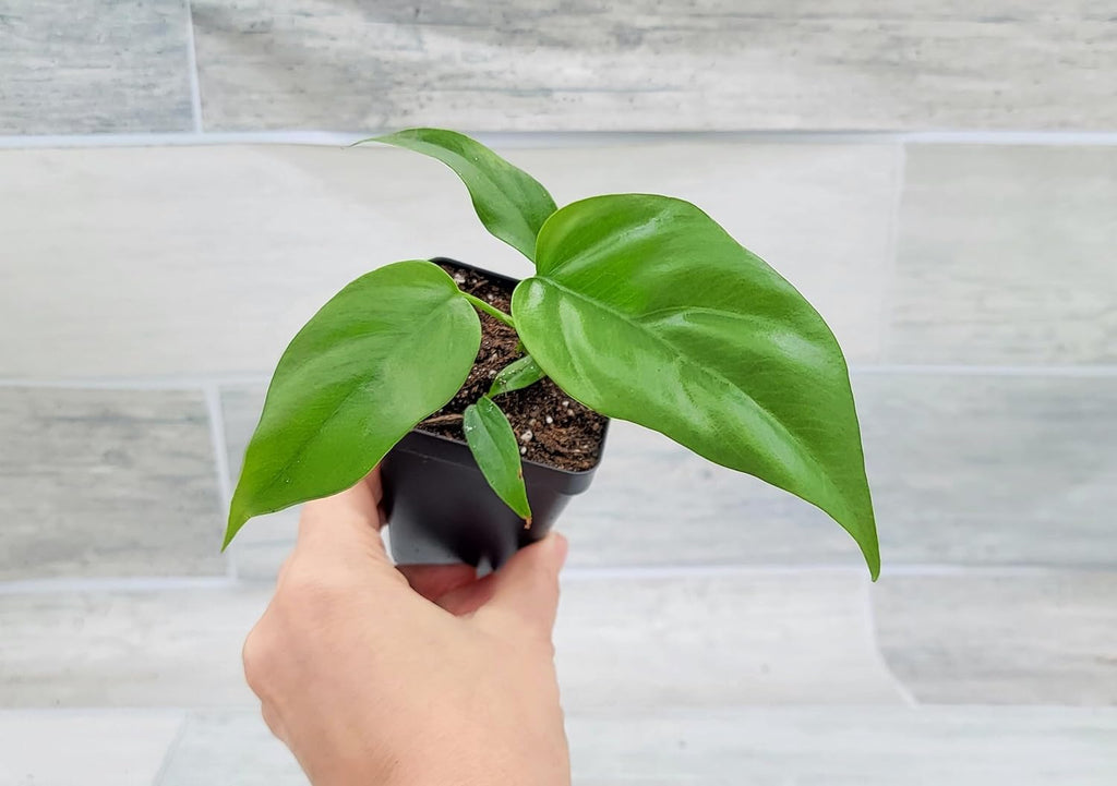 Mini Monstera Live Plant in 3 inch Pot I840399