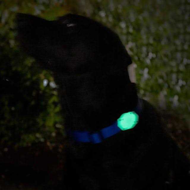 Waterproof AirTag Dog Collar Mount W706789