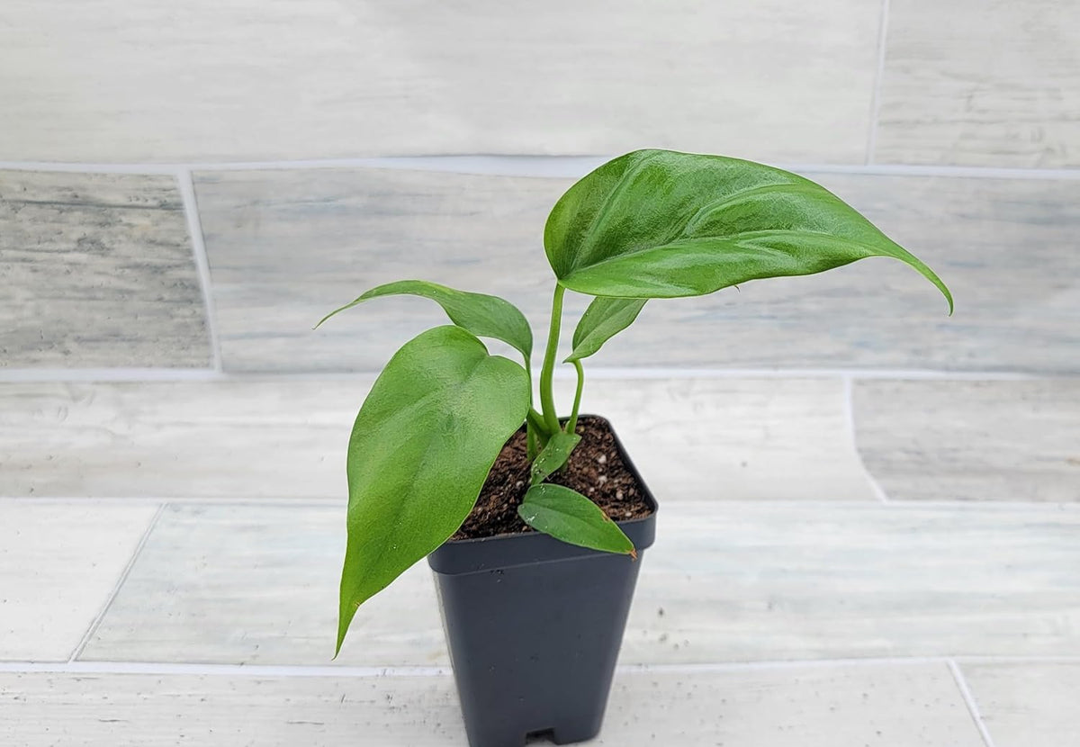 Mini Monstera Live Plant in 3 inch Pot I840399