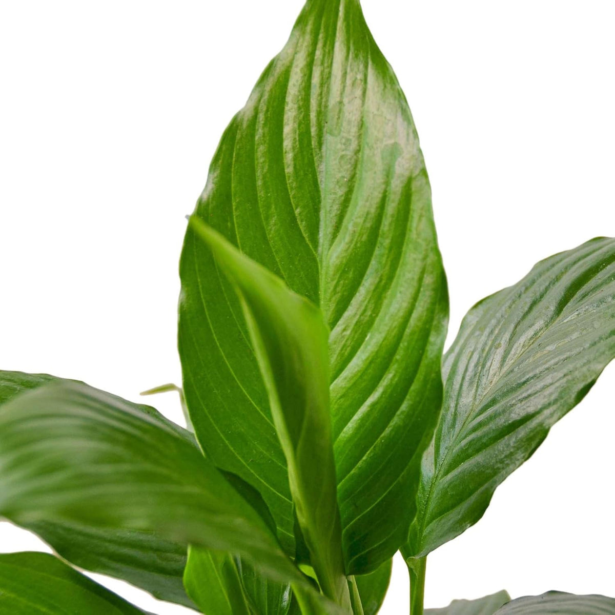 Peace Lily Live Plant in 4'' & 6'' Pot I82173