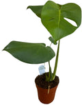 Monstera deliciosa Live Indoor House Plant, 5" Pot, Plants Over 17" Tall X987689
