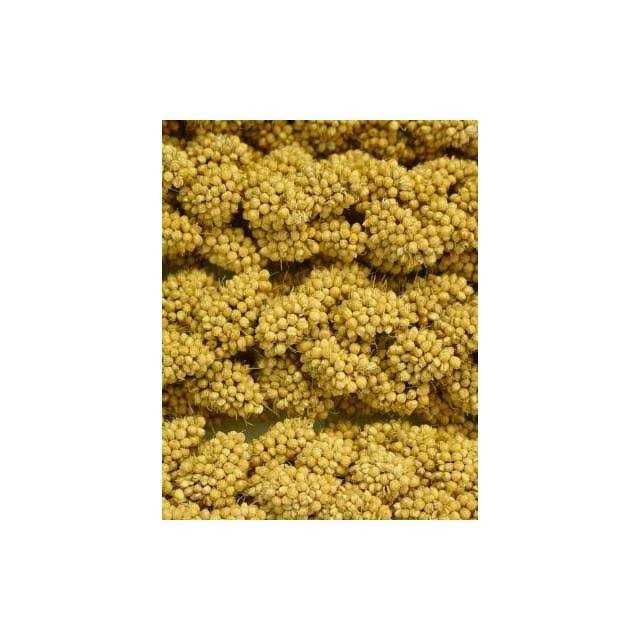 Spray Millet R27584