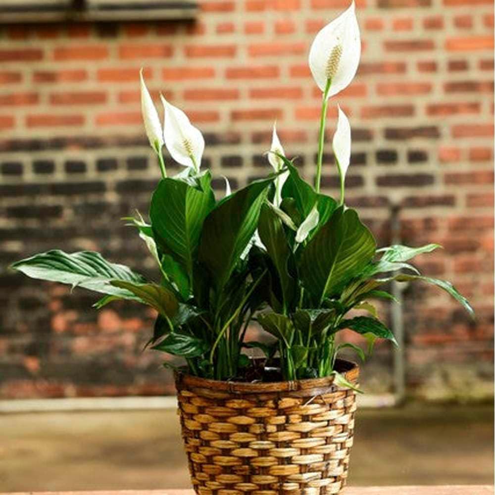 Peace Lily Live Plant in 4'' & 6'' Pot I82173