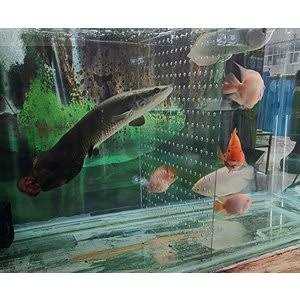 Acrylic Divider with Suction Cups M34546