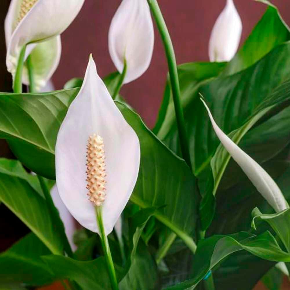 Peace Lily Live Plant in 4'' & 6'' Pot I82173