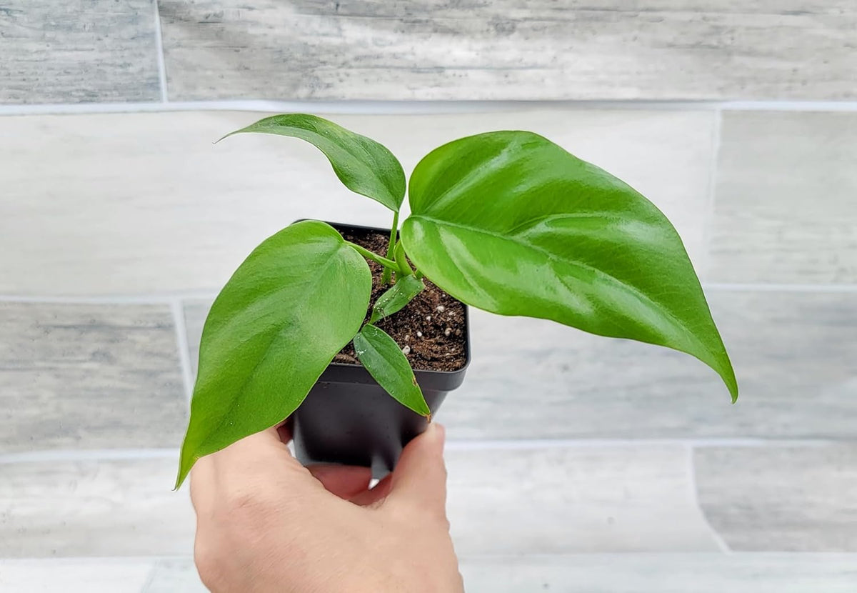 Mini Monstera Live Plant in 3 inch Pot I840399