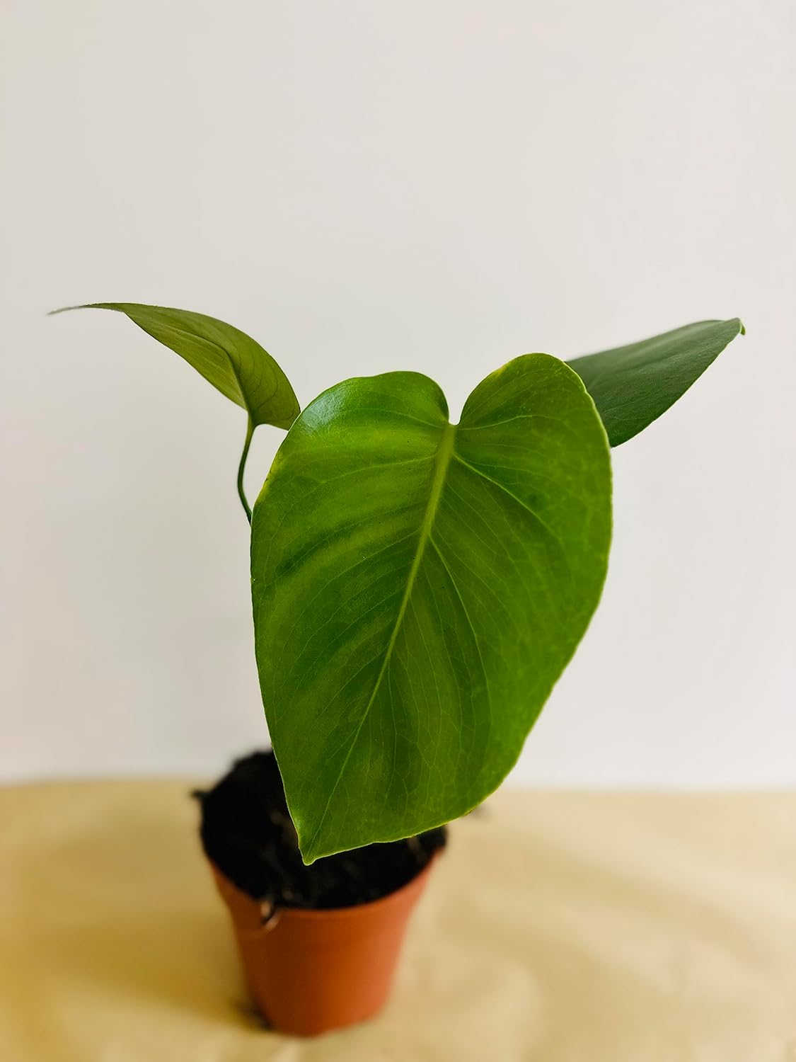 Monstera deliciosa Live Indoor House Plant, 5" Pot, Plants Over 17" Tall X987689