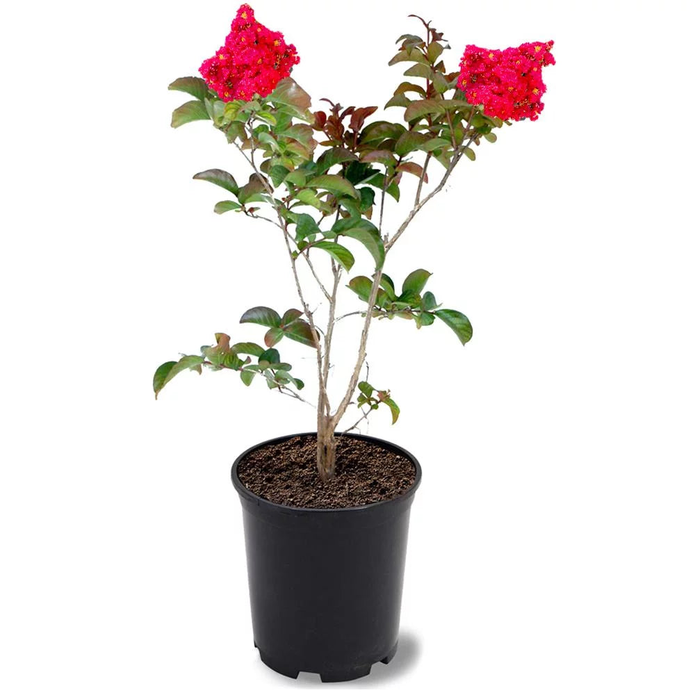 12 in. Red Flowering Crape Myrtle Tree in 2.84 Liter Nursery Pot O804917