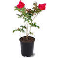 12 in. Red Flowering Crape Myrtle Tree in 2.84 Liter Nursery Pot O804917
