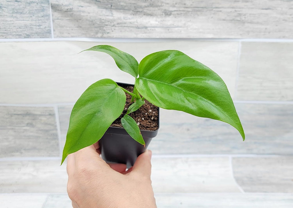 Mini Monstera Live Plant in 3 inch Pot I840399