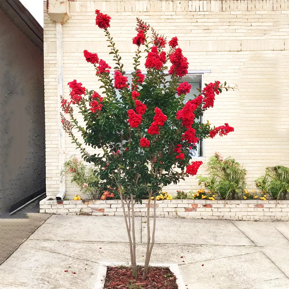 12 in. Red Flowering Crape Myrtle Tree in 2.84 Liter Nursery Pot O804917
