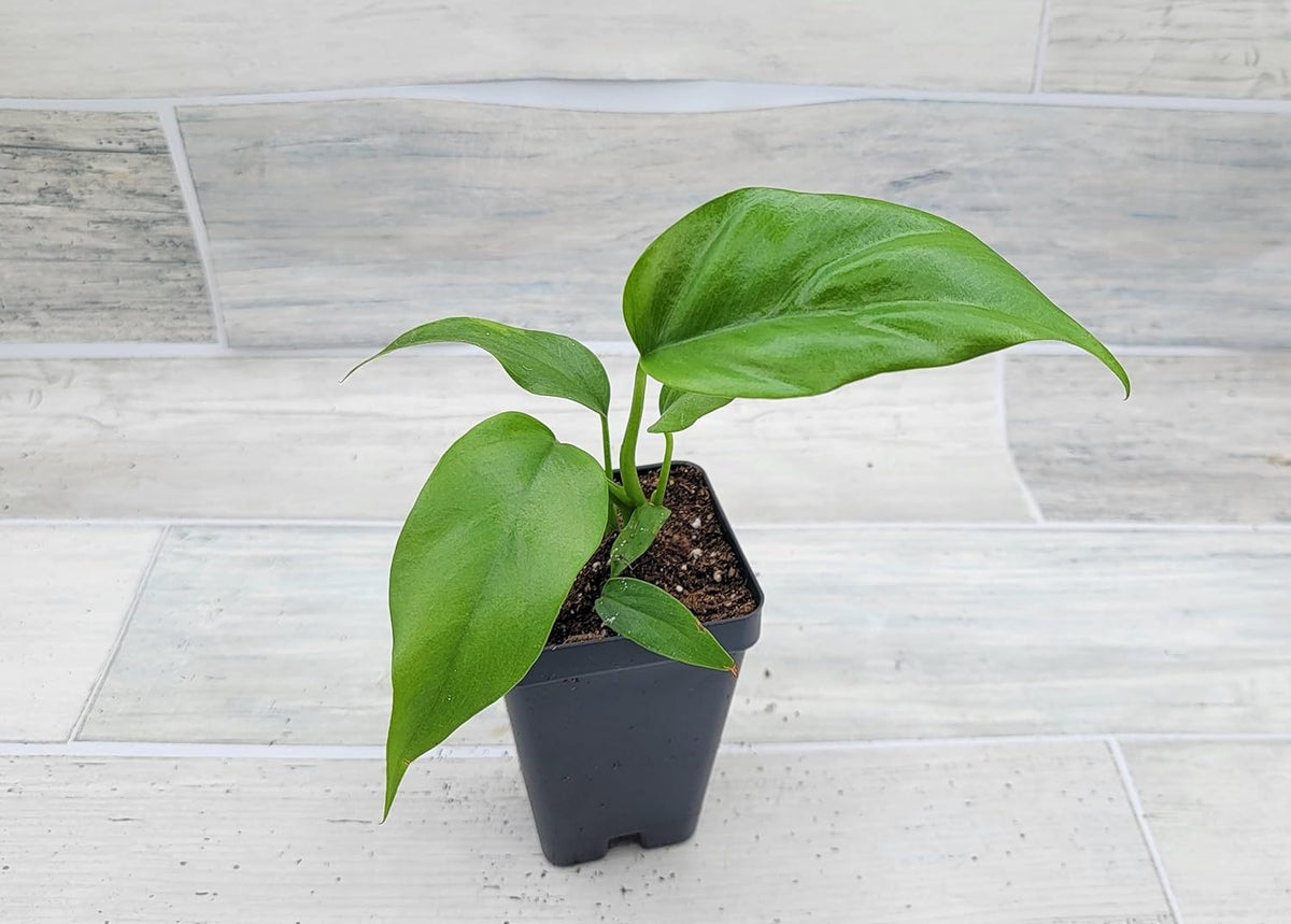 Mini Monstera Live Plant in 3 inch Pot I840399