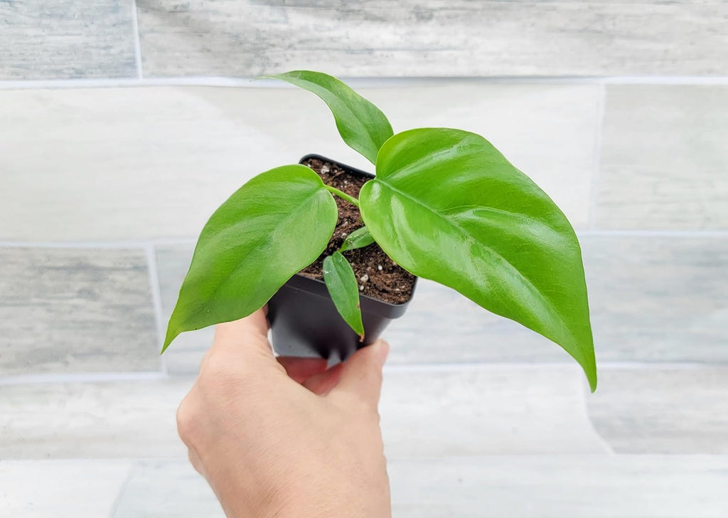 Mini Monstera Live Plant in 3 inch Pot I840399