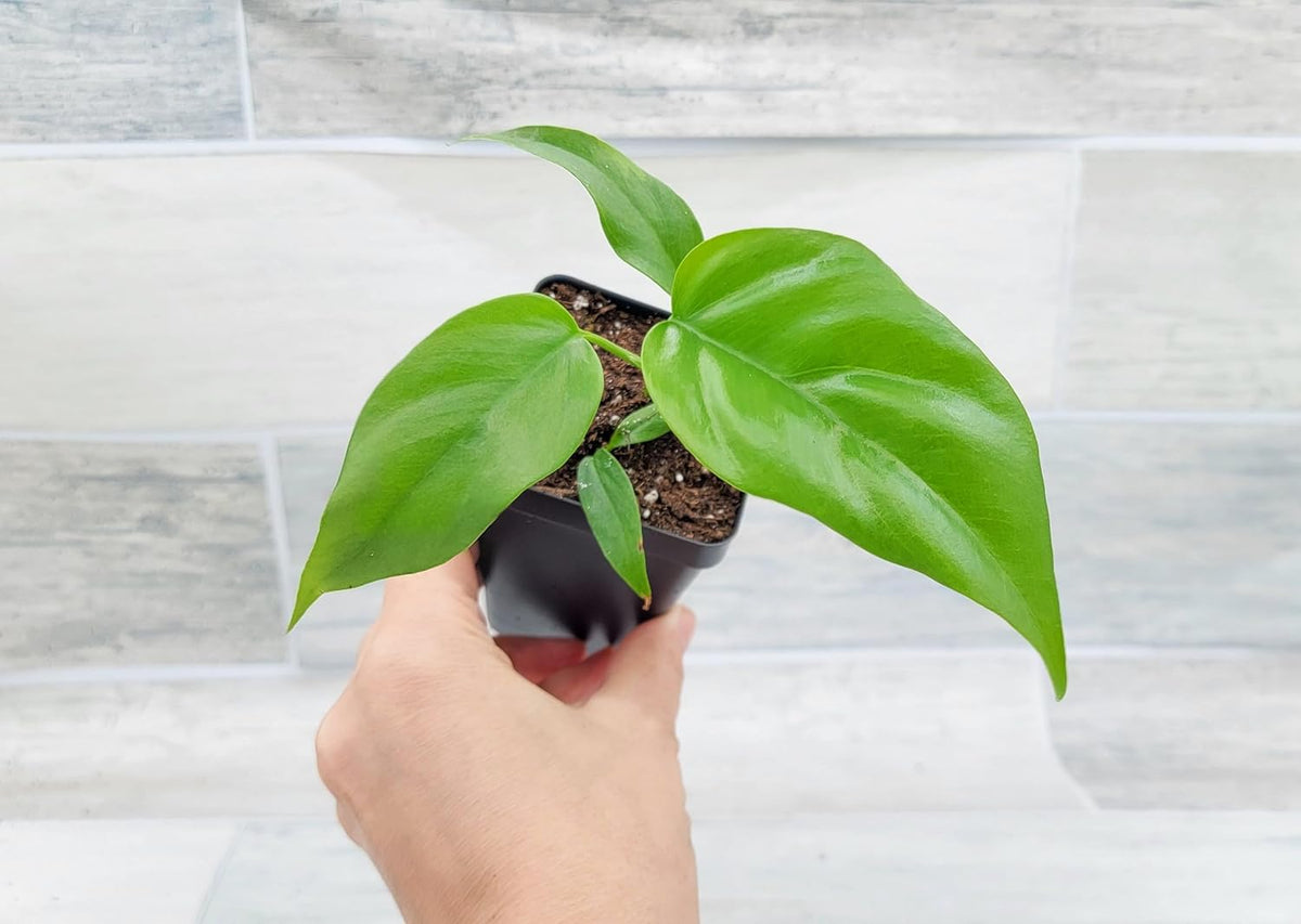 Mini Monstera Live Plant in 3 inch Pot I840399