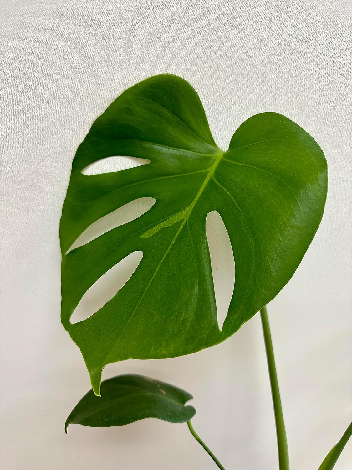 Monstera deliciosa Live Indoor House Plant, 5" Pot, Plants Over 17" Tall X987689