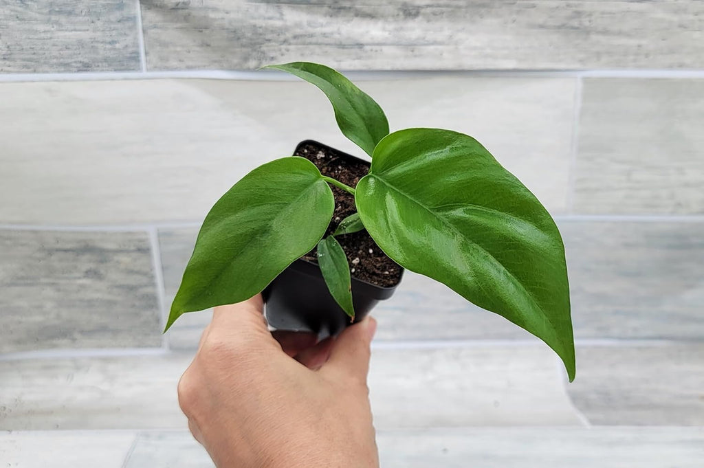 Mini Monstera Live Plant in 3 inch Pot I840399
