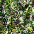 Mesclun Mix Seed Untreated - 1 Pound P82362
