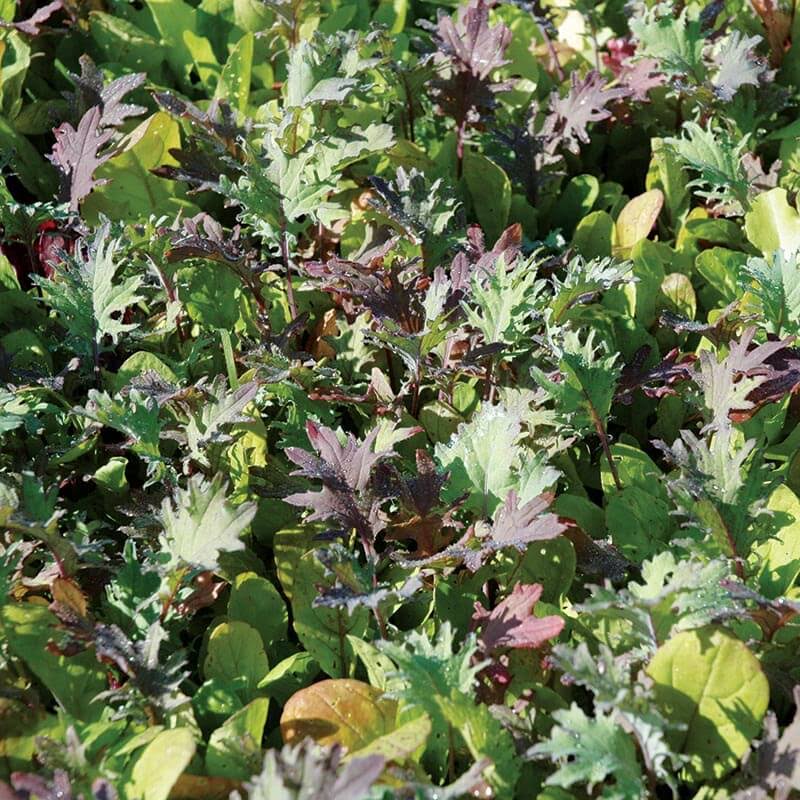 Mesclun Mix Seed Untreated - 1 Pound P82362