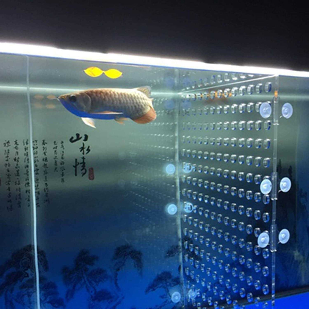 Acrylic Divider with Suction Cups M34546