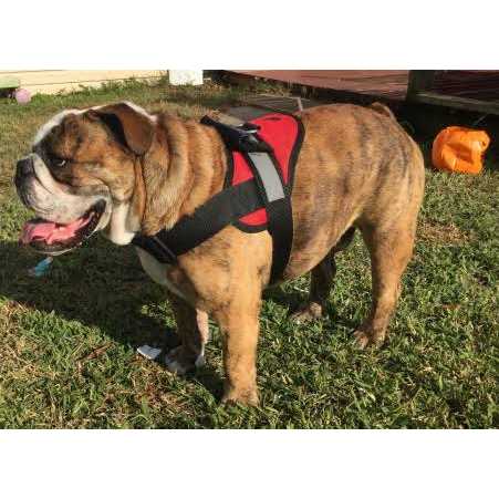 Big Dog Soft No Pull Harness W223