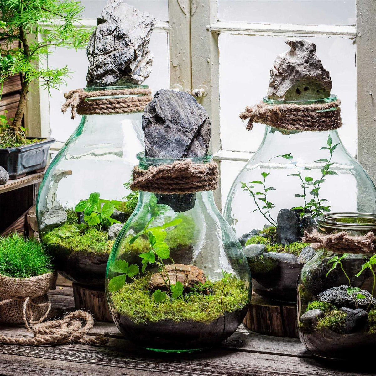 Terrarium Potting Soil Mix with Charcoal H91930